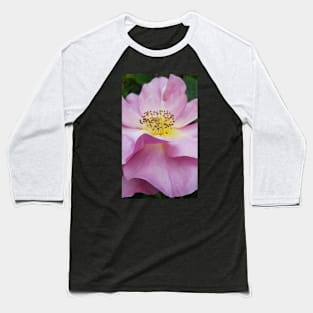 Pink Cottage Rose Baseball T-Shirt